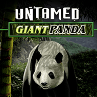 quickfire/MGS_Untamed_Giant_Panda
