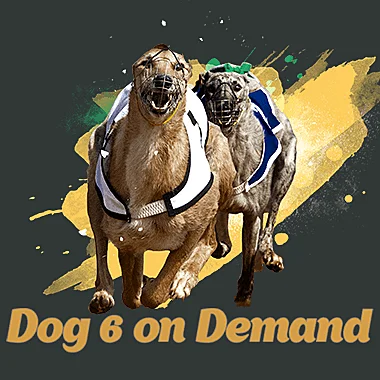 infin/Dog6OnDemand